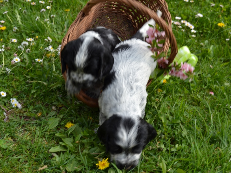 48 - Laky, Lady Abigail.JPG